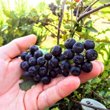 Cremehonig Aronia 100g